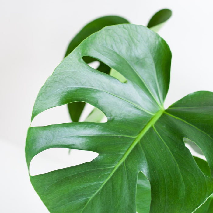 Monstera Deliciosa Og Dens Gryde