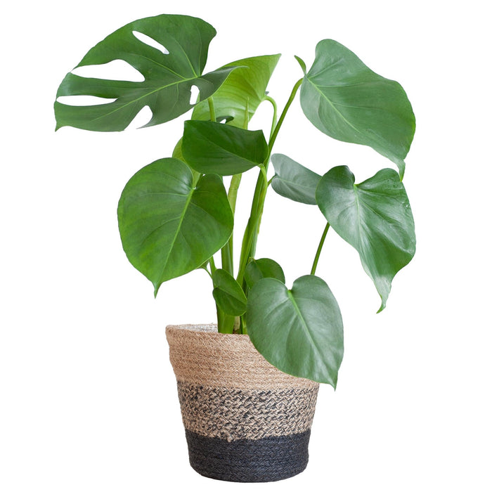 Monstera Deliciosa Og Dens Gryde