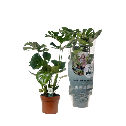 Monstera Deliciosa