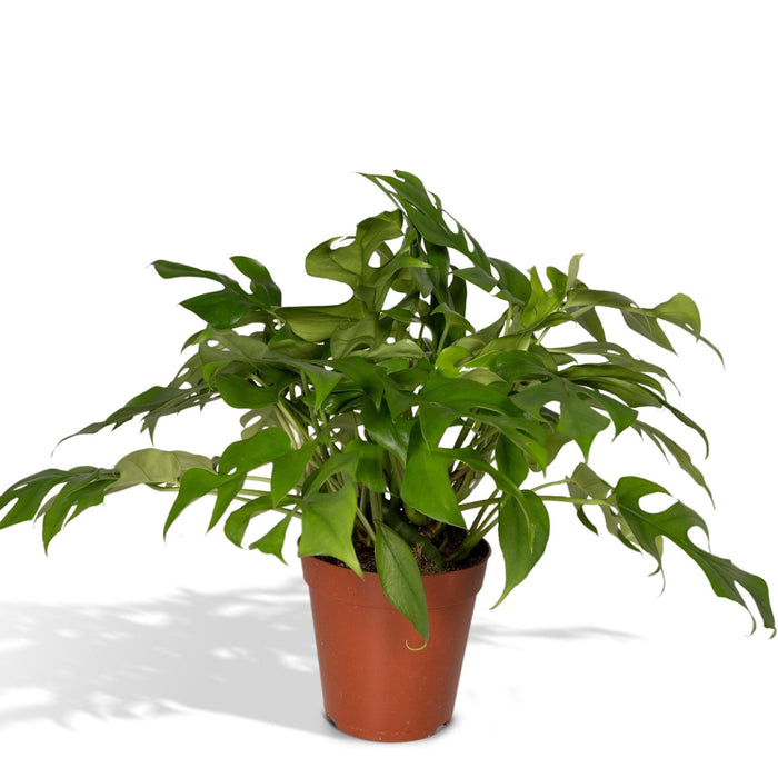 Monstera Minima