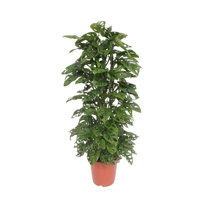 Monstera Abeblad