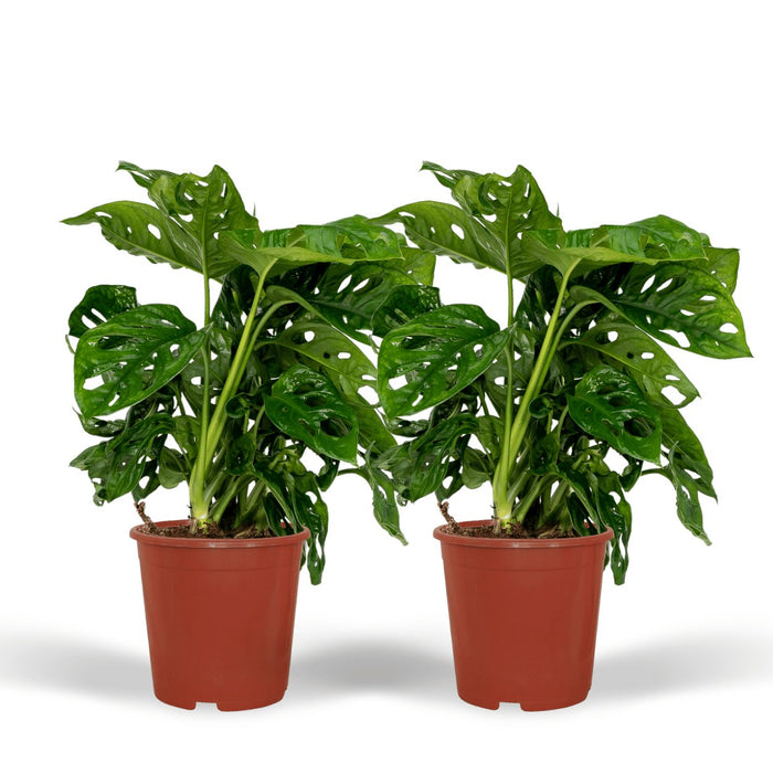 Monstera Monkey Leaf - Sæt Med 2