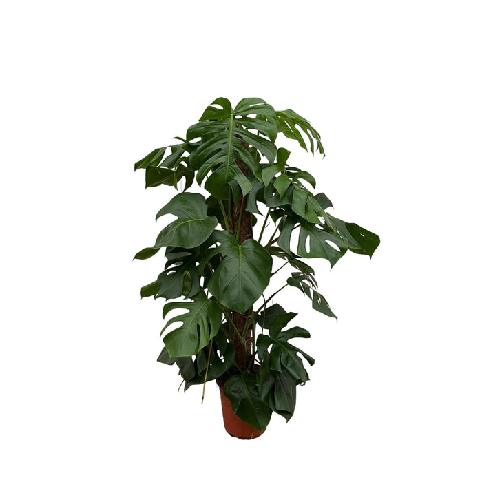 Monstera Pertusum - 120 Cm - Ø24