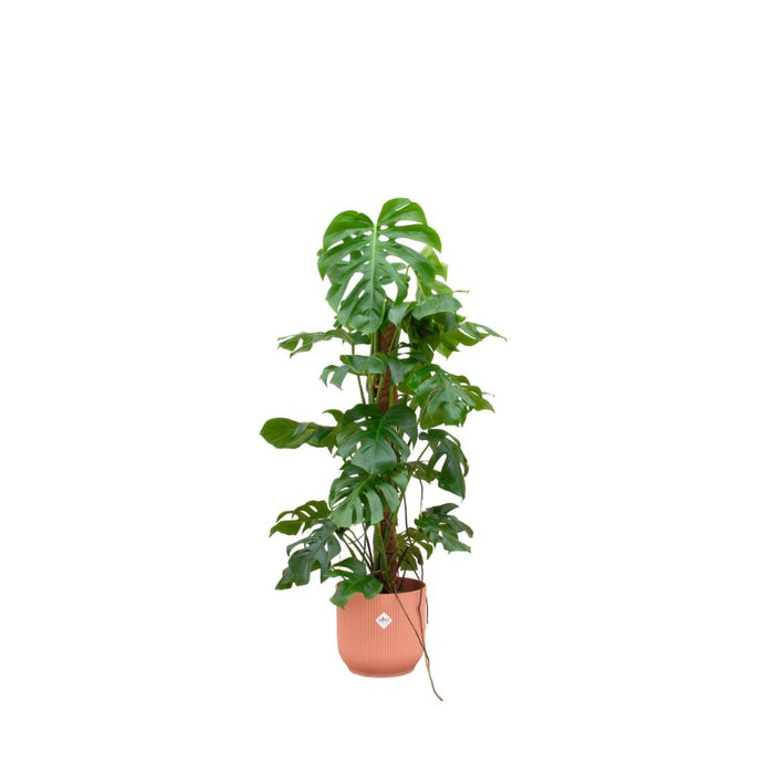 Monstera Pertusum 120Cm Og Dens Gryde