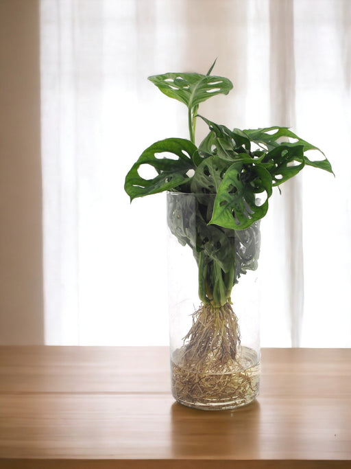 Monstera Cylindrisk Vase