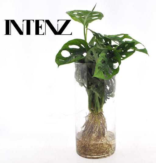 Monstera Cylindrisk Vase