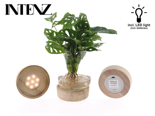 Monstera Vase Og Led Base