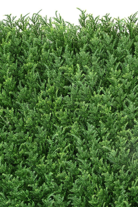 Kunstig Plante Væg Cypres 50X50 Cm Dekoration