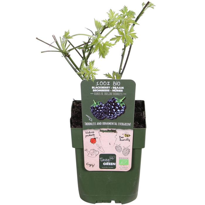 Mulberry - Frugtbusk