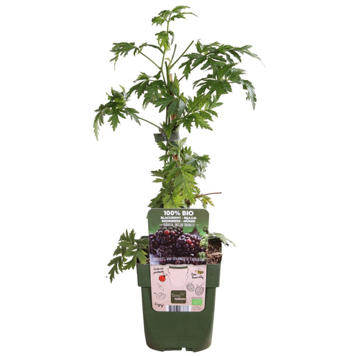 Mulberry - Frugtbusk