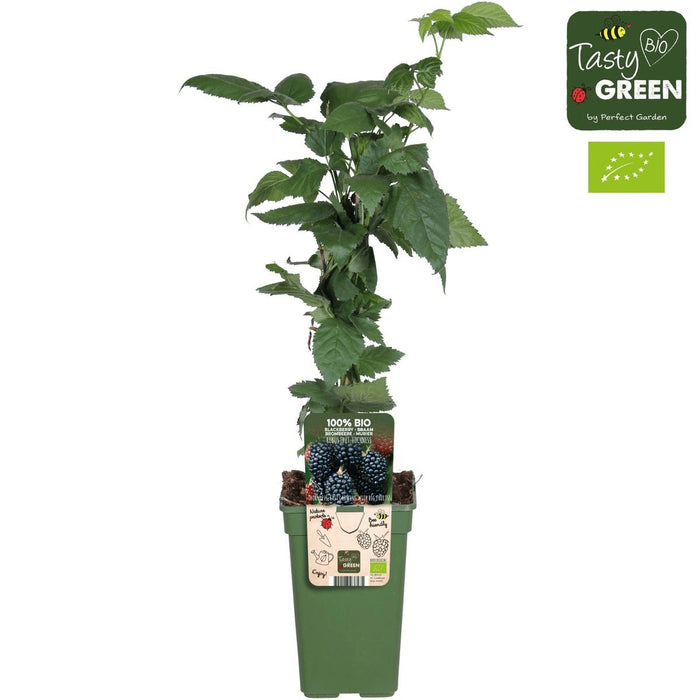 Lochness Mulberry - Frugtbusk