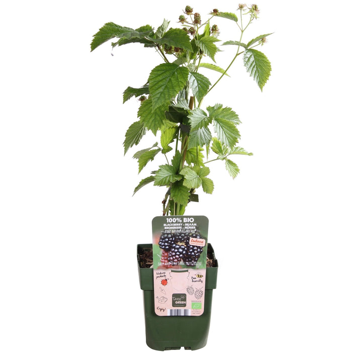 Navaho Mulberry - Frugtbusk