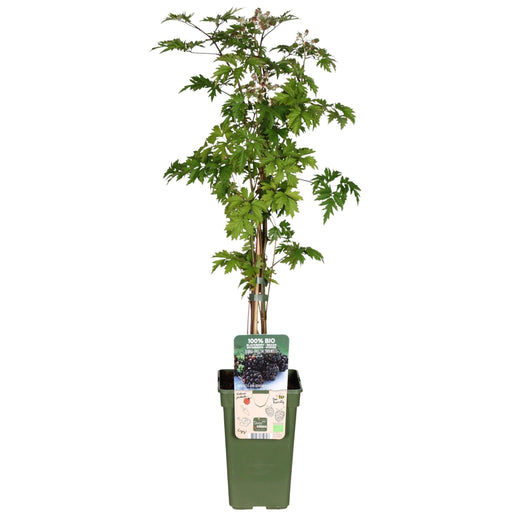 Mulberry - Rubus Fr. Thornless Evergreen Bio