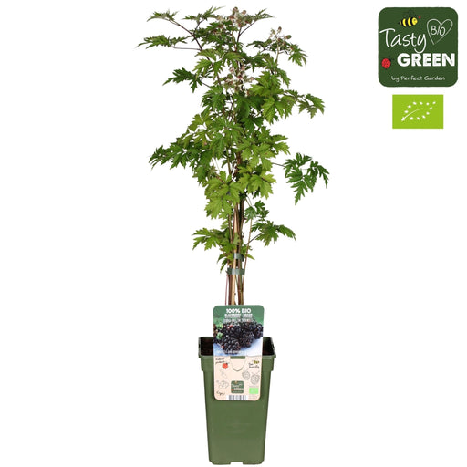 Mulberry - Rubus Fr. Thornless Evergreen Bio
