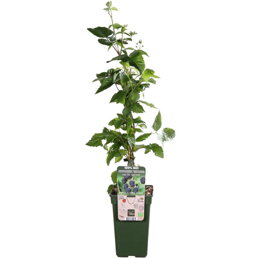 Mulberry - Rubus Fruticosus Økologisk