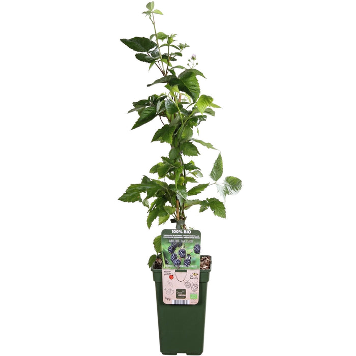Mulberry - Rubus Fruticosus Økologisk