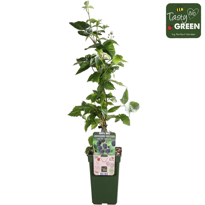 Mulberry - Rubus Fruticosus Økologisk