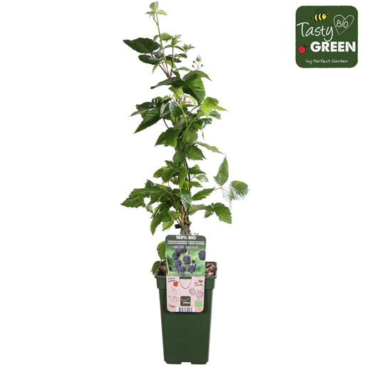 Mulberry - Rubus Fruticosus Økologisk