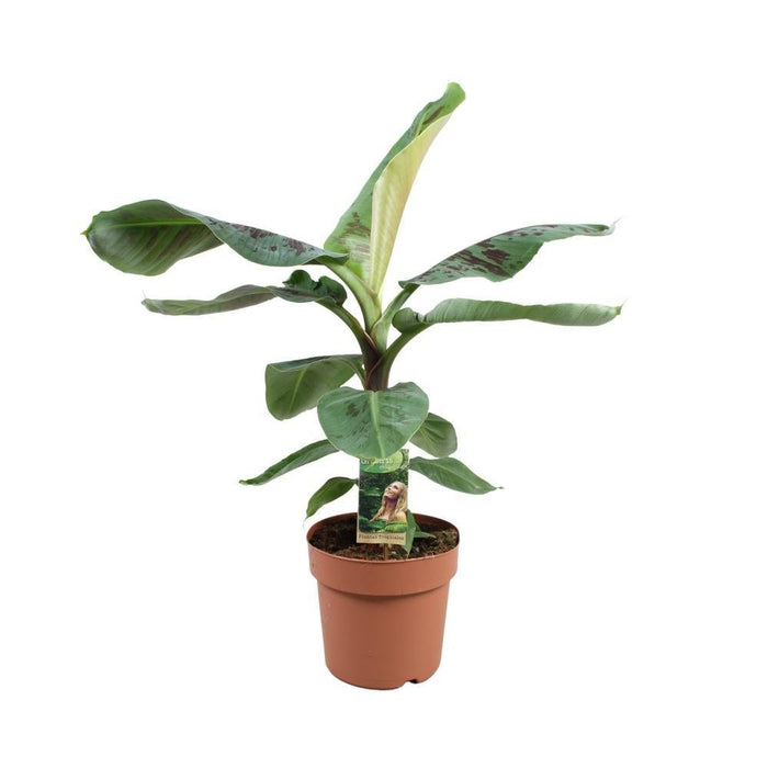 Musa Dværg Cavendish