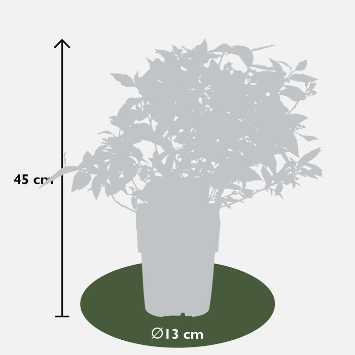 Blåbær 'Little Blue Wonder' - ↨45Cm - Ø13 - Frugtbusk