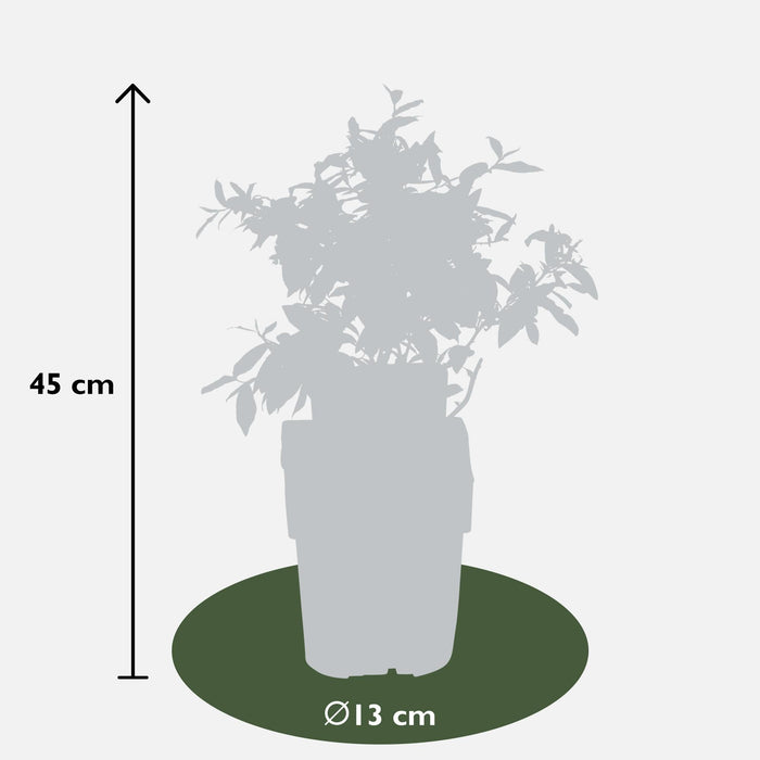 Blåbær, Blåbær 'Sunshine Blue' - ↨45Cm - Ø13 - Frugtbusk