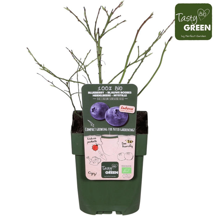 Blåbær, Blåbær 'Sunshine Blue' - ↨45Cm - Ø13 - Frugtbusk
