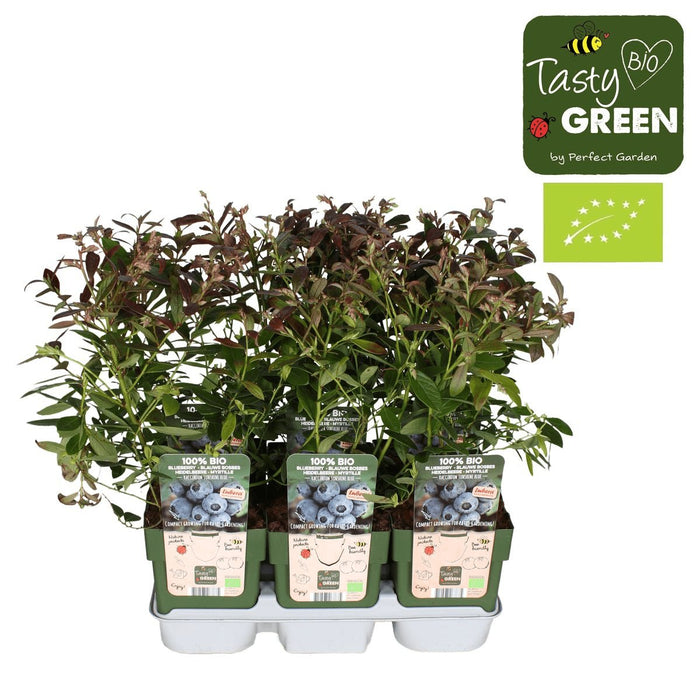 Blåbær, Blåbær 'Sunshine Blue' - ↨45Cm - Ø13 - Frugtbusk