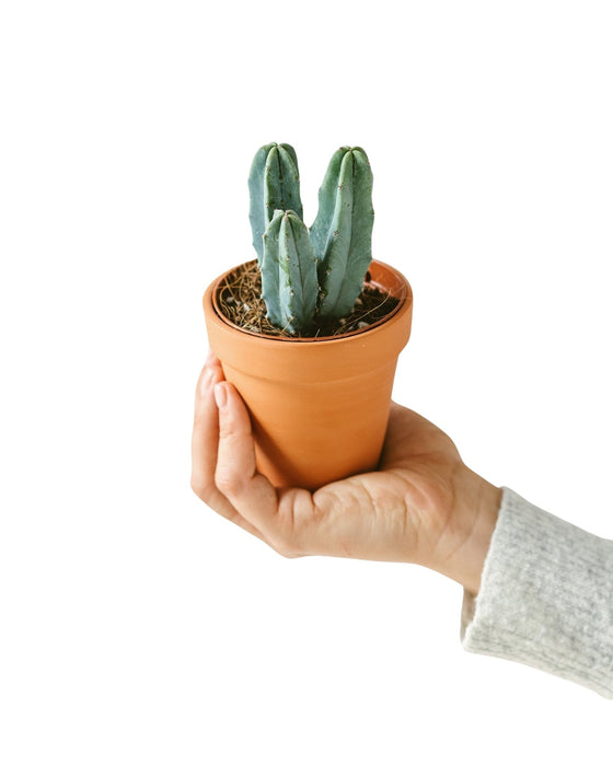 Myrtillocactus (Mini Cactus)