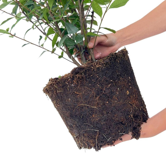 Shiny Medlar Red H150Cm For 10M Lineær Hæk 25X12L