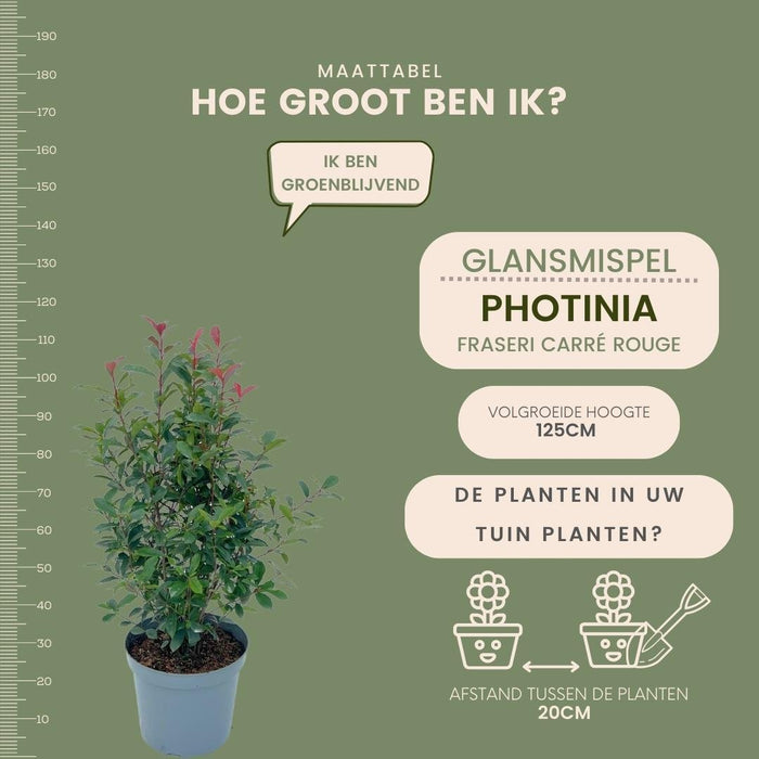 Shiny Medlar Red H150Cm For 10M Lineær Hæk 25X12L