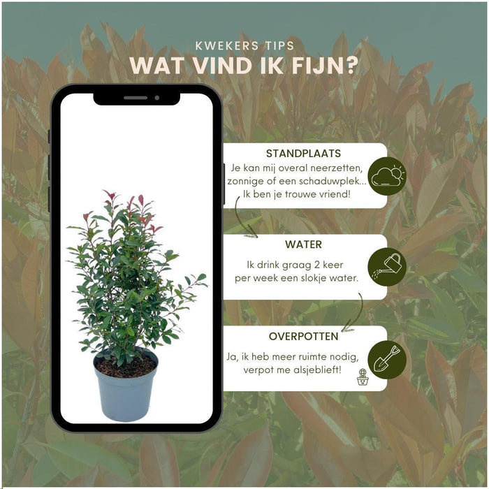 Shiny Medlar Red H150Cm For 10M Lineær Hæk 25X12L