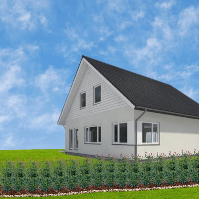 Shiny Medlar Red H150Cm For 10M Lineær Hæk 25X12L