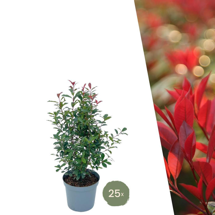 Shiny Medlar Red H150Cm For 10M Lineær Hæk 25X12L