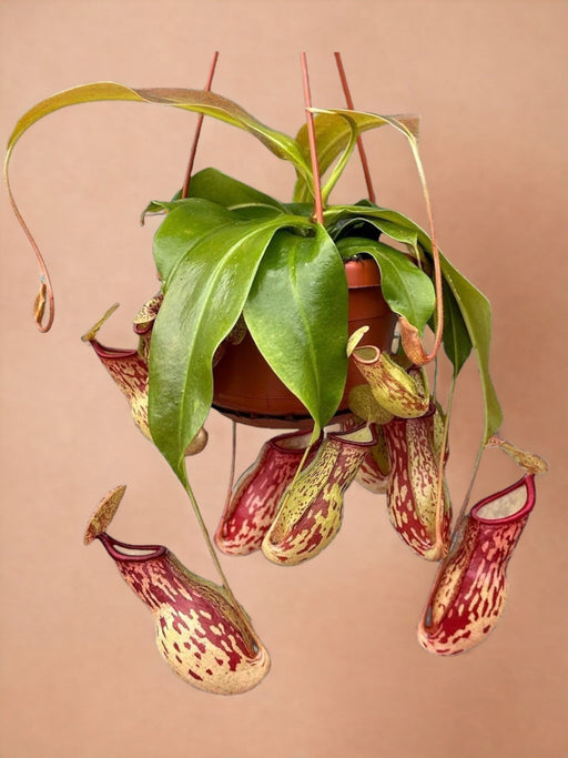 Nepenthes Monkey Jars Gaya Kødædende Plante