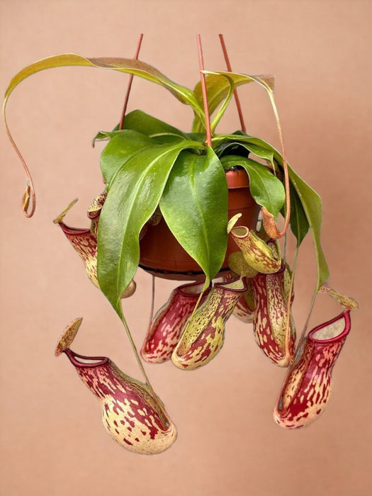 Nepenthes Monkey Jars Gaya Kødædende Plante