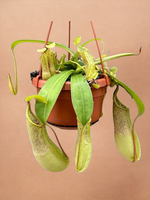 Nepenthes Monkey Jars Loes Kødædende