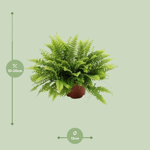 Nephrolepis Boston Green Moment - Ø12Cm - ↕20Cm