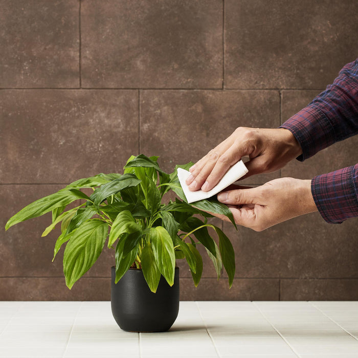 Naturlig Stueplanterens – Renser Og Beskytter