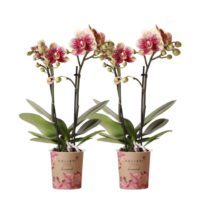 Kombitilbud: 2 Røde Og Gule Phalaenopsis Orkideer - Spanien