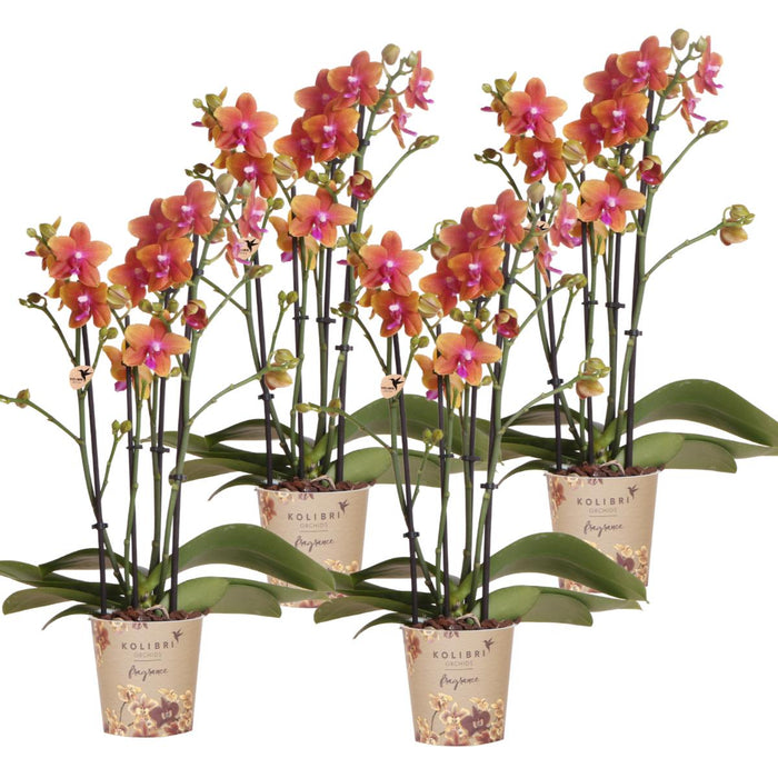 Kombineret Tilbud På 4 Orange Duftende Phalaenopsis Orkideer