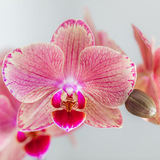 Særtilbud: 4 Phalaenopsis Pirate Picotee Orkideer