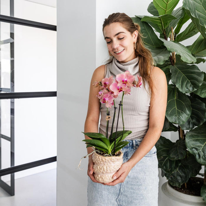 Særtilbud: 4 Phalaenopsis Pirate Picotee Orkideer