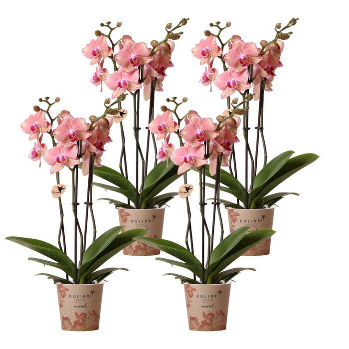 Særtilbud: 4 Phalaenopsis Pirate Picotee Orkideer