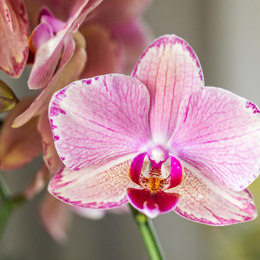 Særtilbud: 4 Phalaenopsis Pirate Picotee Orkideer
