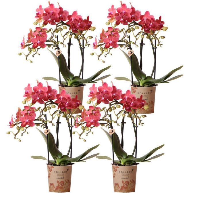 Særtilbud: 4 Congo Red Phalaenopsis Orkideer