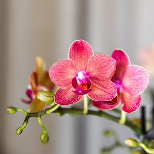 Særtilbud: 4 Congo Red Phalaenopsis Orkideer