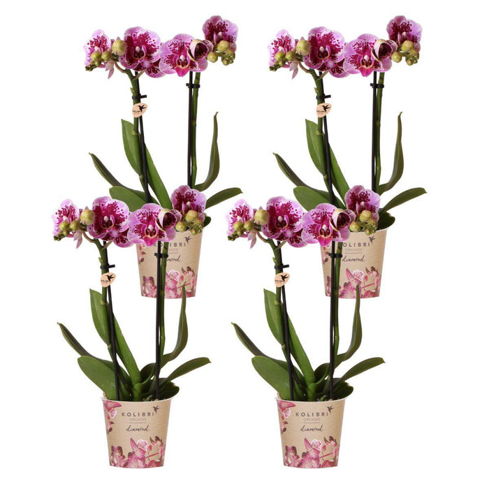 Særtilbud: 4 Lyserøde Phalaenopsis-Orkideer - El Salvador