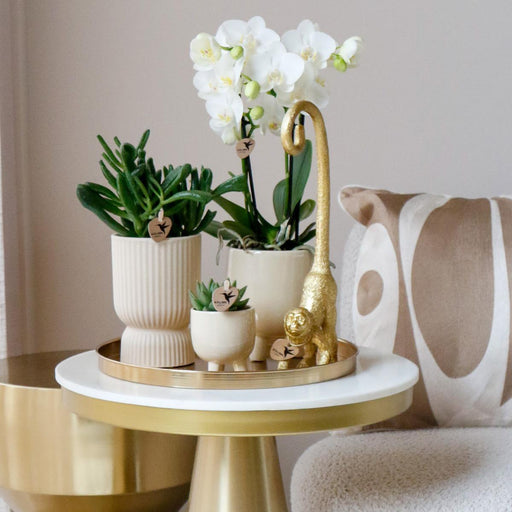 Særtilbud: 4 Phalaenopsis Hvide Orkideer Amabilis