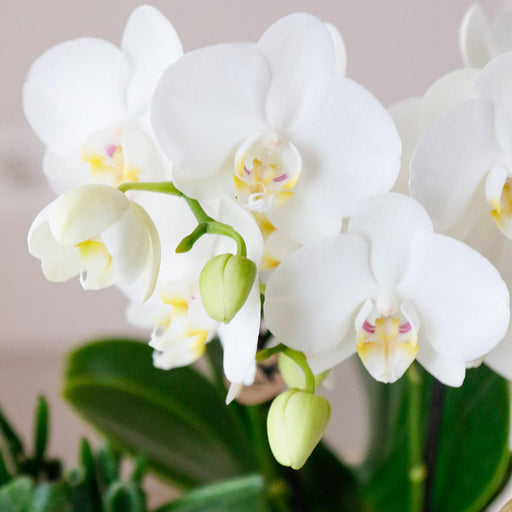 Særtilbud: 4 Phalaenopsis Hvide Orkideer Amabilis