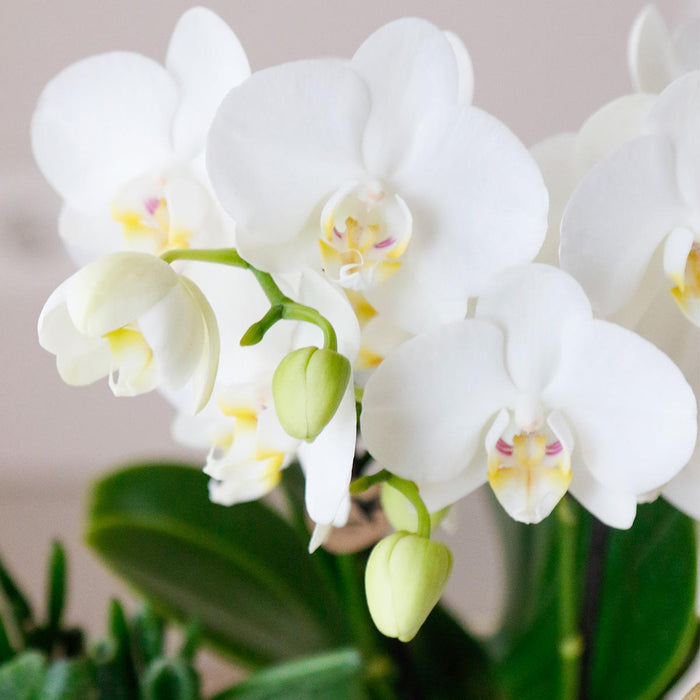 Særtilbud: 4 Phalaenopsis Hvide Orkideer Amabilis